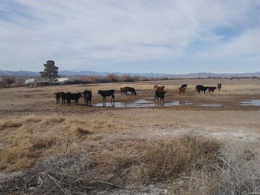 Believe it or not, this is in the parking lot of the Arco in the Moapa Indian reservation