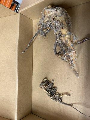 More dead rats from our storage unit