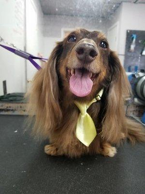 Freshly groomed and handsome!