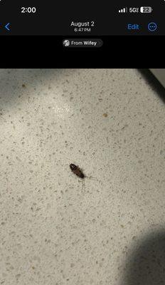 Roach on kitchen counter