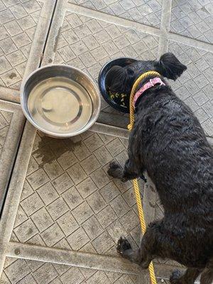 Callie loving her Chicken Bow Wow Bowl