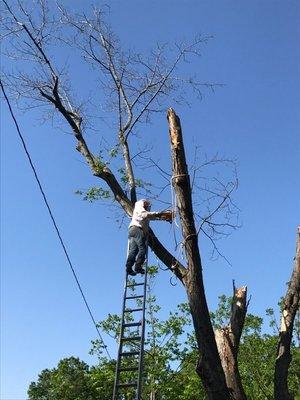 Tree removals