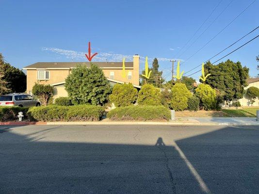 Before of side yard:
 Overgrown Japanese Podocarpus (Red) and Dwarf Junipers (Yellow)