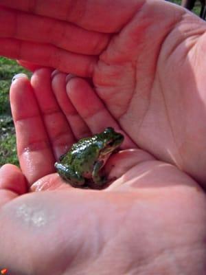 Rescuing a tree frog!