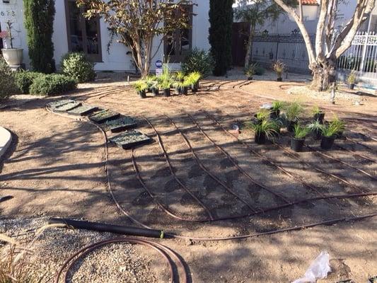 Drip system with drought resistant plants.