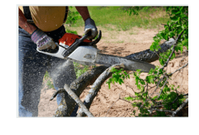 Jack Benigno Tree Services