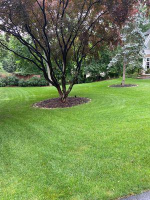 After service by Greenskeepr Lawn Care (for several years now), the lawn just keeps getting better looking.