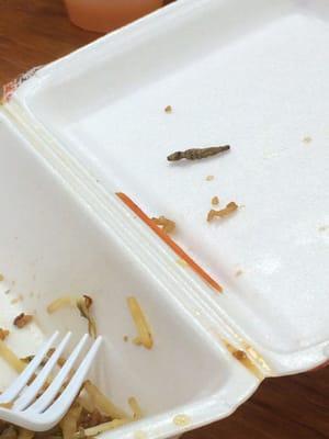 Found this worm/caterpillar in my chicken lo mein special I can't believe that could end up in my food never going here again