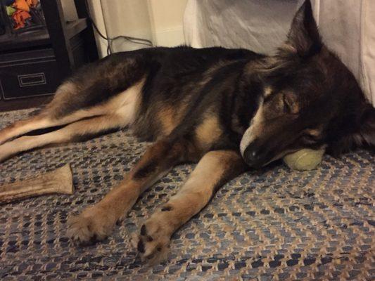 Sophie, asleep on her tennis ball!