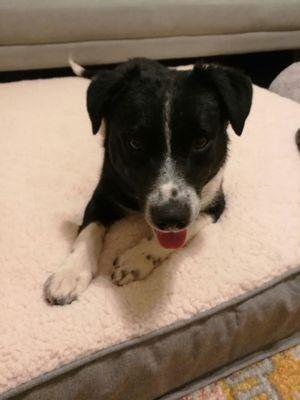 Norman Border Collie mix (w/ Jack Russell?)