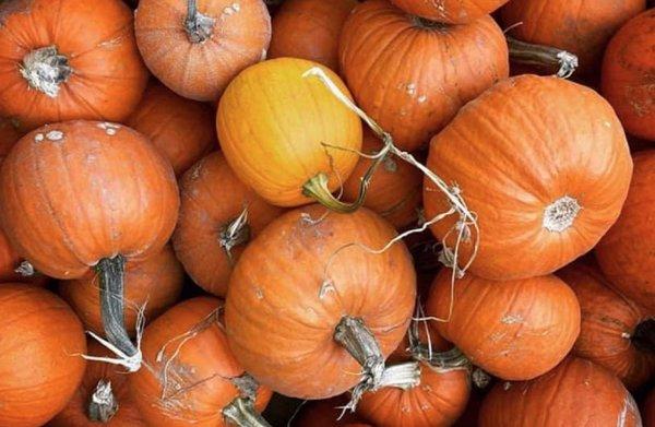 Seasonal Pumpkins and Pumpkin Patch