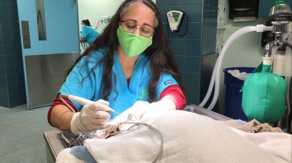 Licensed Veterinary Technician Mary Riopedre performs a dental cleaning for a canine patient at the Susan M. Markel Veterinary Hospital.