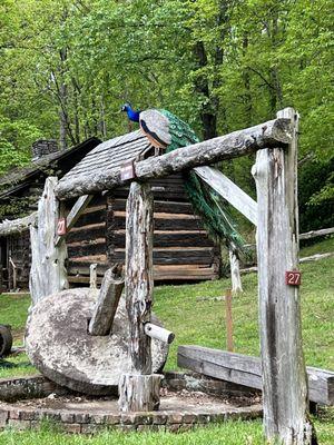 Peacock showing out near a mill stone