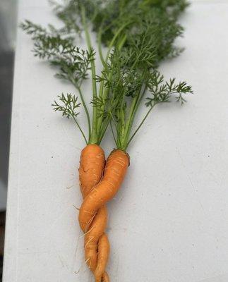 Carrots