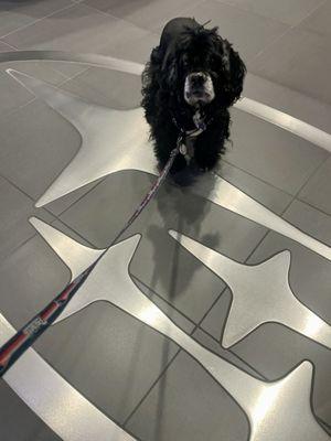 Danny aka Danny the cocker spaniel the old East Providence library dog living his best Subaru dog life