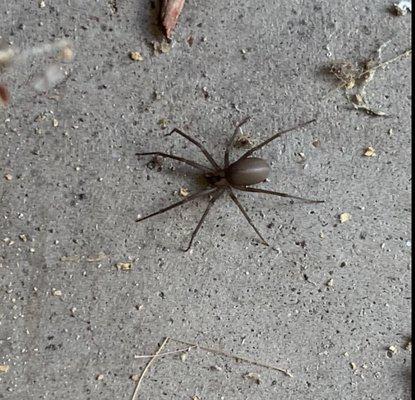 Recluse Spider!