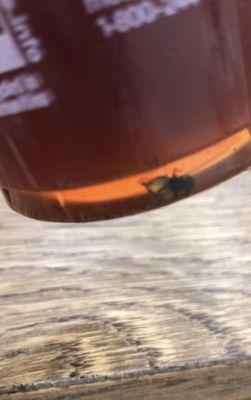 Dead fly in my drink