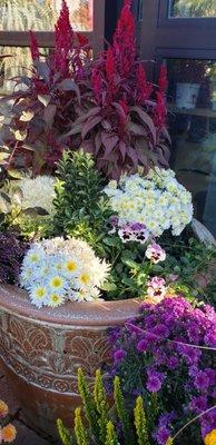 Fall & winter plants for your patio pots...