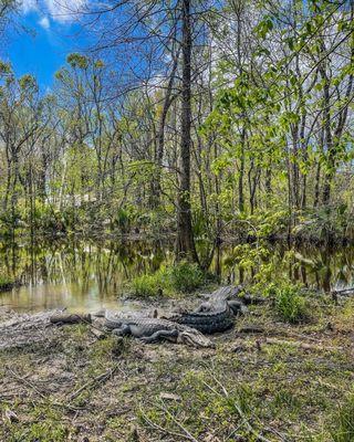 Swamp pups