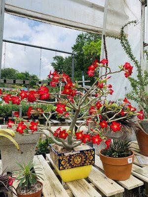 A beautiful display Desert Rose in bloom.  Not a item for sale.