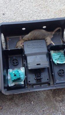 Efficient rodent control