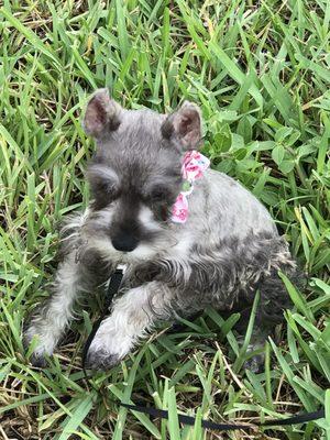 Henny Miniature Schnauzer