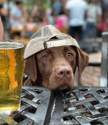 Dog Friendly patio