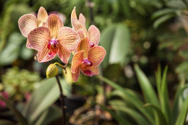 Come visit us at our beautiful greenhouse and nursery!