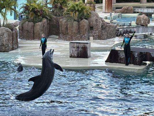 Trainers teaching the audience how dolphins are trained.