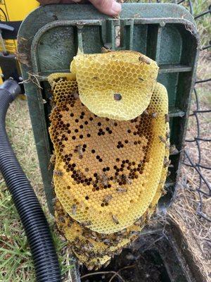 Victory Bee Removal