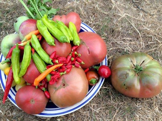 Bounty from our garden