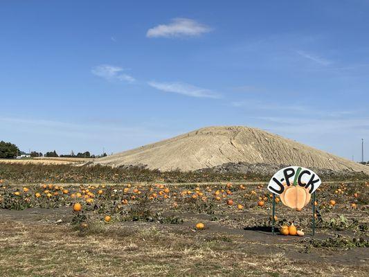 The U-pick pumpkins!!