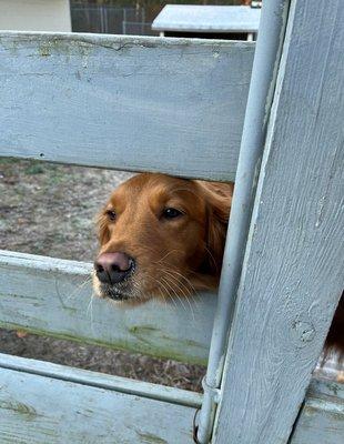 Just checking out the scenery