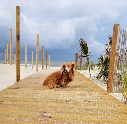 Toby on the beach in Port St Joe, FL