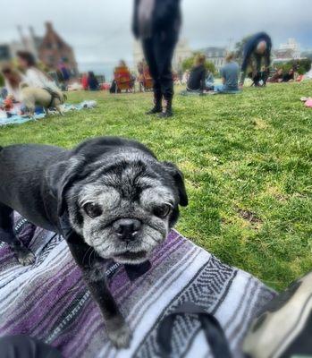 Pug Sunday 7/7/24