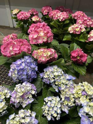 Hydrangea at Sherwood Florist