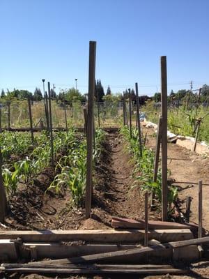 Community garden