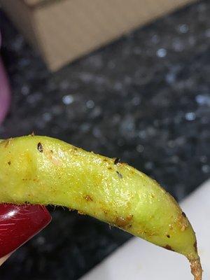 who doesn't love finding a gnat crawling on their edamame