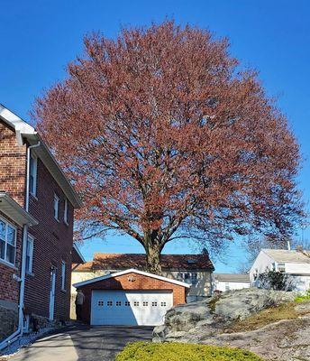 Pruning for health