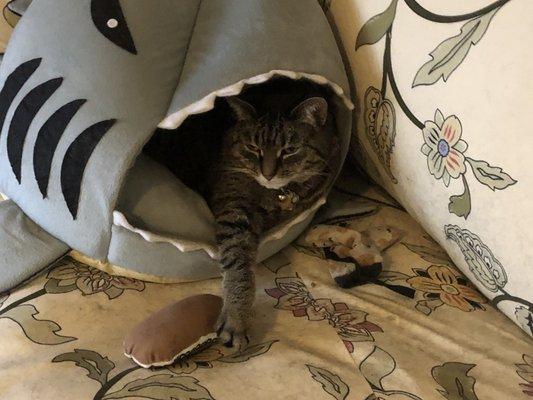 My cat in her shark cave.