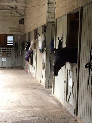 Piedmont Stables feeding time