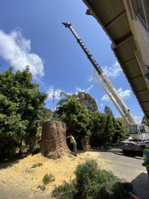 Prepping to lift the final piece up and over the hedges to a flatbed truck.