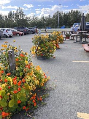 Patio florals