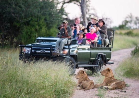 You can get this close to lions!