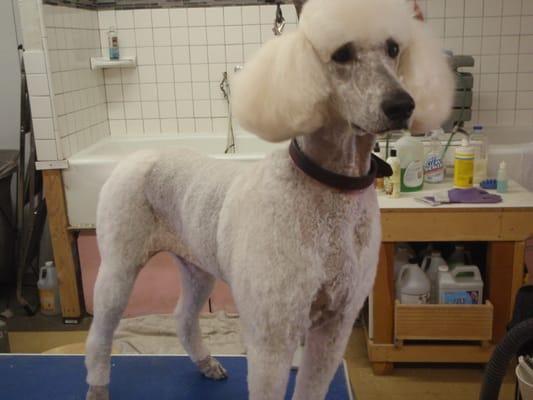 ...and Dana, the Standard Poodle, after her grooming.