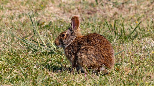 Little Bunny Foo Foo