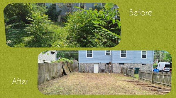 Overgrown lot- brush cut down to make land usable.