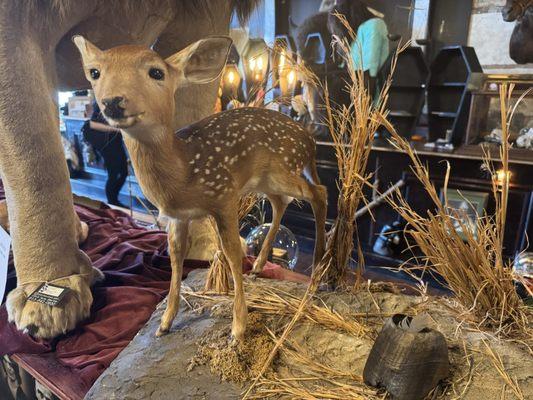 Fawn taxidermy