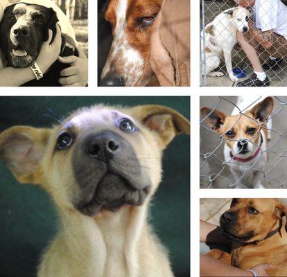 All dogs pictured were placed by Richards Rescue. None of these dogs pictured are available now. Lucky dogs!