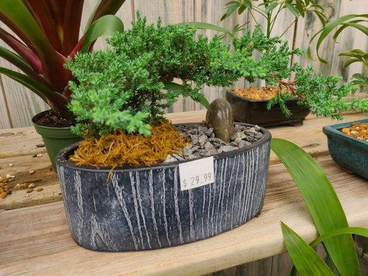 bonsai